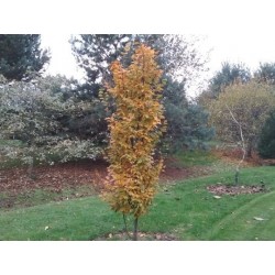 Carpinus betulus 'Lucas' - autumn colour developing