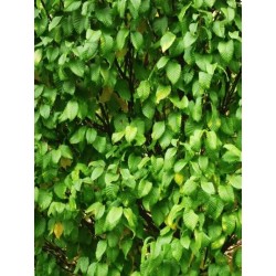 Carpinus betulus - hedge