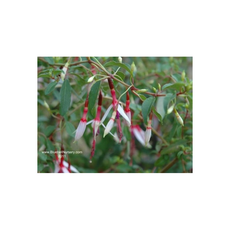 Fuchsia magellanica 'Lady Bacon'