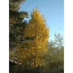Carpinus betulus 'Frans Fontaine' - autumn colour