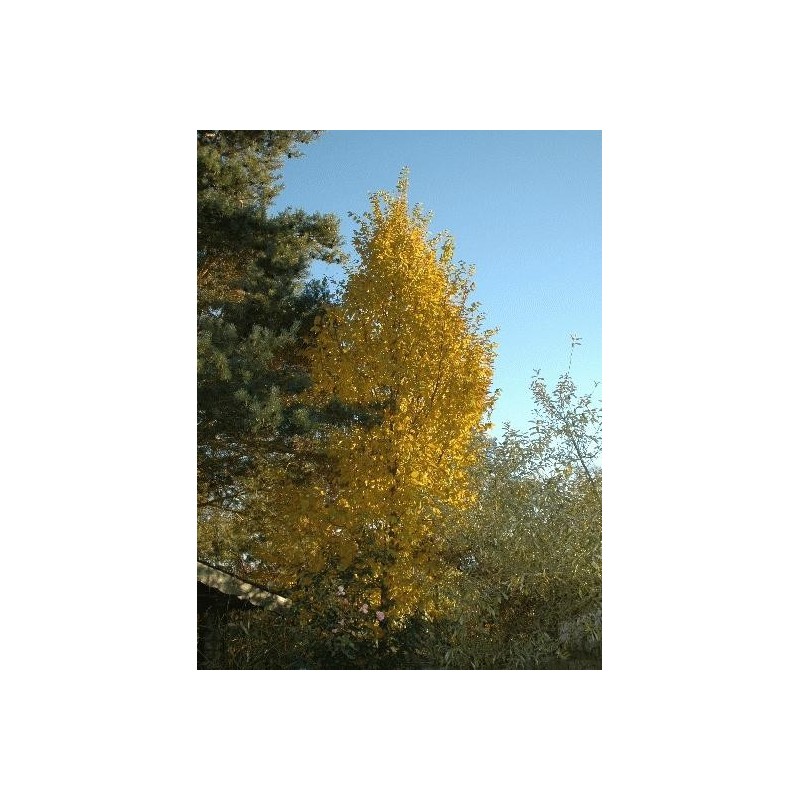 Carpinus betulus 'Frans Fontaine' - autumn colour