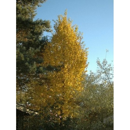 Carpinus betulus 'Frans Fontaine' - autumn colour Carpinus betulus 'Frans Fontaine' - autumn colour