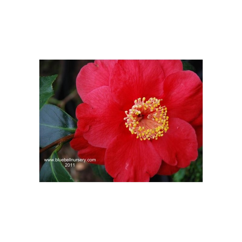 Camellia japonica 'San Dimas'