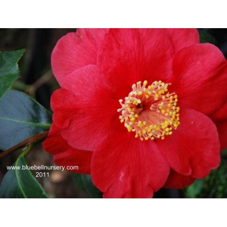 Camellia japonica 'San Dimas'