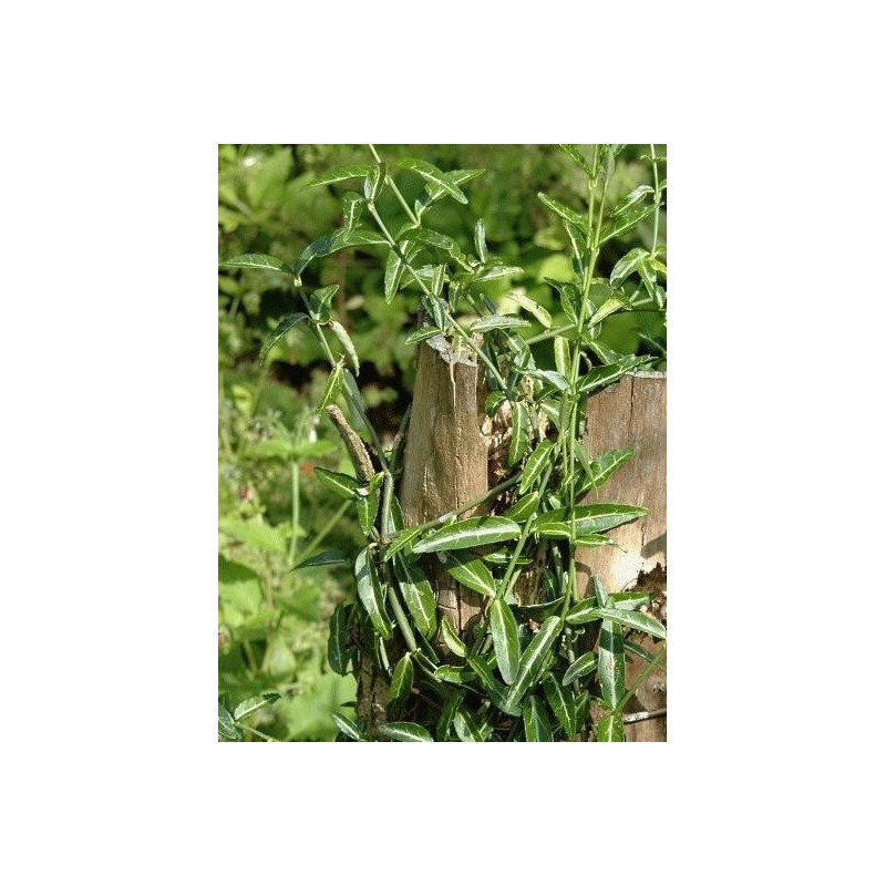 Euonymus fortunei 'Wolong ghost'