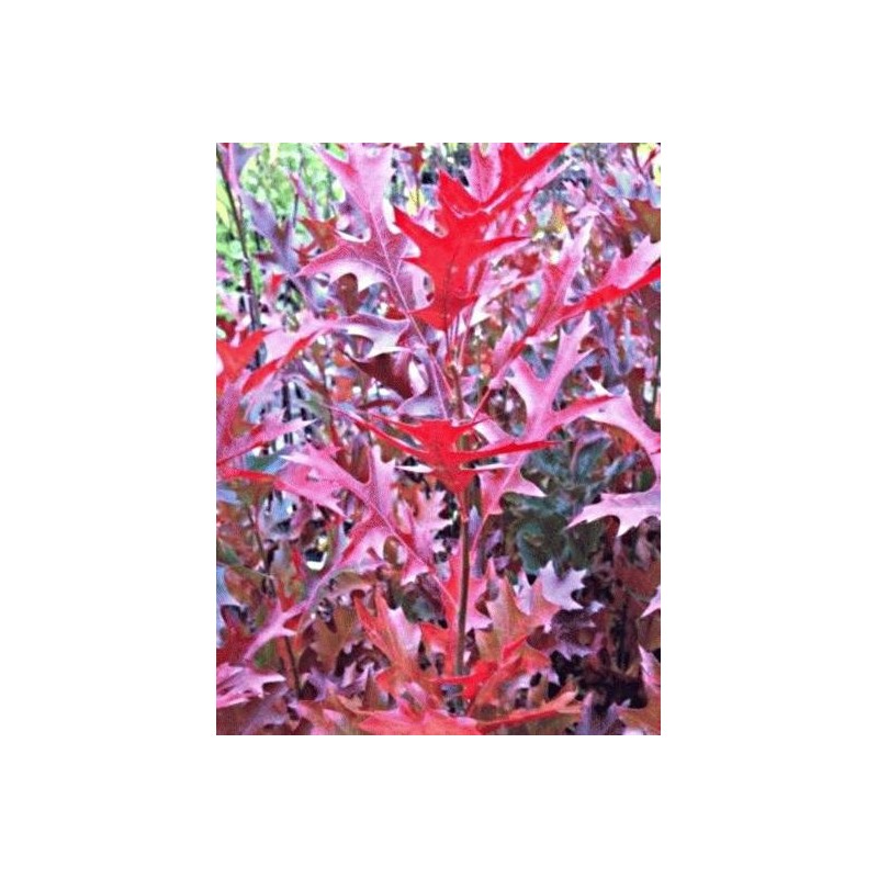 Quercus palustris 'Green Pillar'