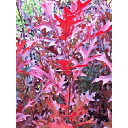 Quercus palustris 'Green Pillar'