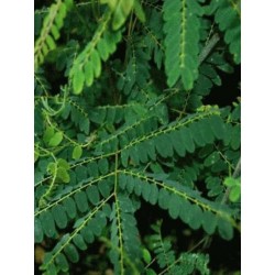 Gymnocladus chinensis - summer leaves