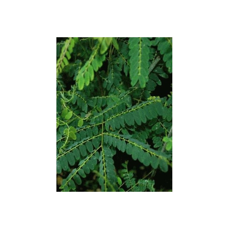 Gymnocladus chinensis - summer leaves