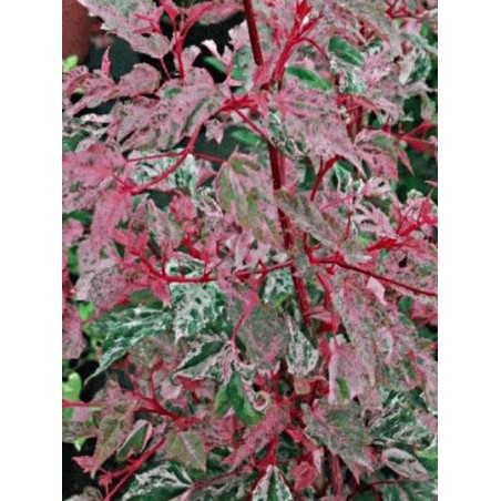 Acer x conspicuum 'Red Flamingo' - red stems and mottled leaves Acer x conspicuum 'Red Flamingo' - red stems and mottled leaves