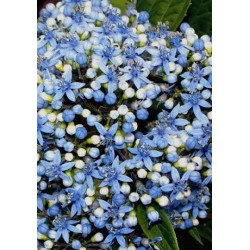 Dichroa febrifuga - flowers in summer