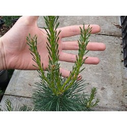 Pinus ponderosa - very young plant