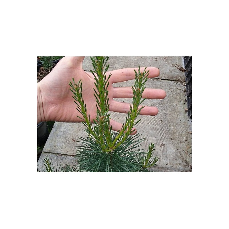 Pinus ponderosa - very young plant