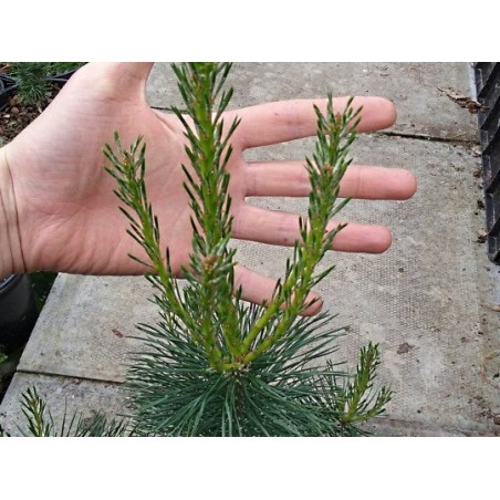 Pinus ponderosa - very young plant Pinus ponderosa - very young plant