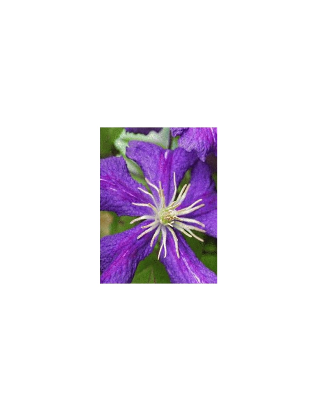 Clematis Jackmanii plant-pot-sizes-chart-uk-container-gardening-vegetables-house-plants
