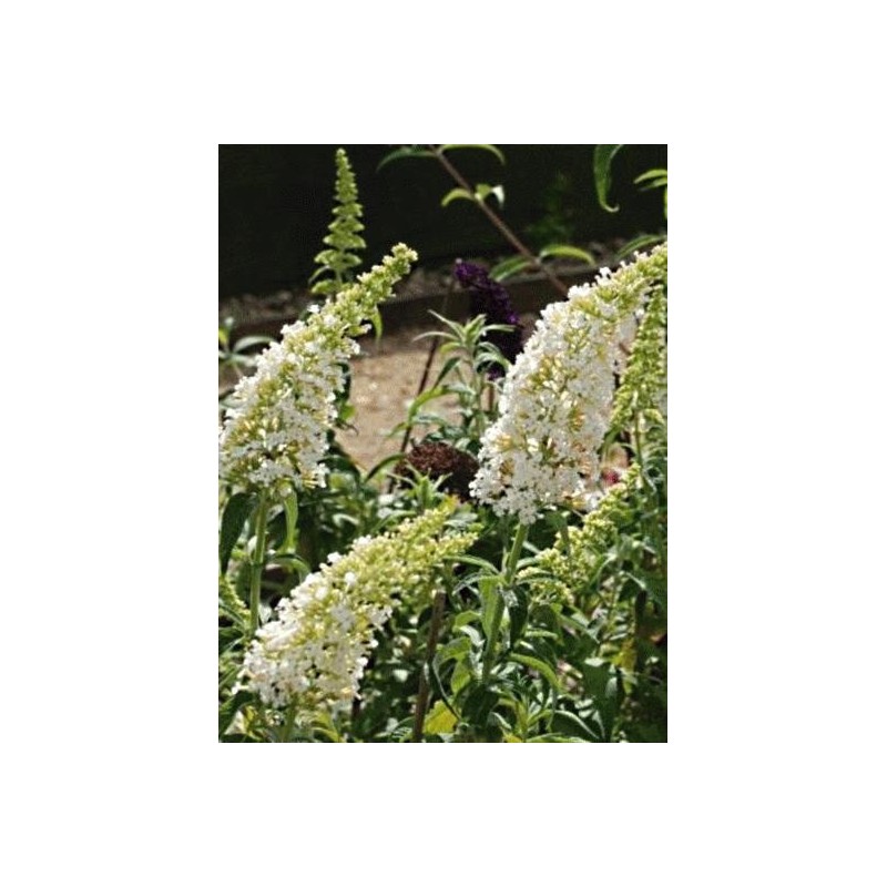 Buddleja davidii 'White Profusion' Buddleja davidii 'White Profusion'