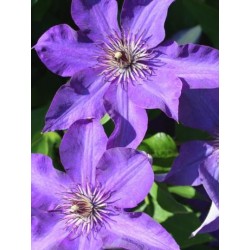 Clematis 'The President' - summer flowers