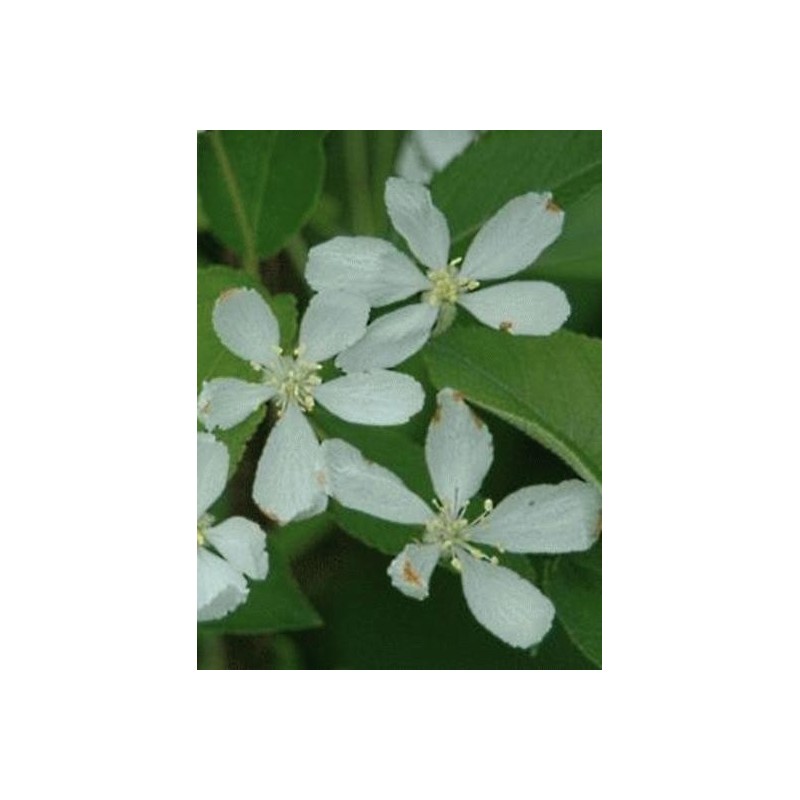 Malus 'Comtesse de Paris'