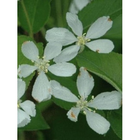 Malus 'Comtesse de Paris' Malus 'Comtesse de Paris'