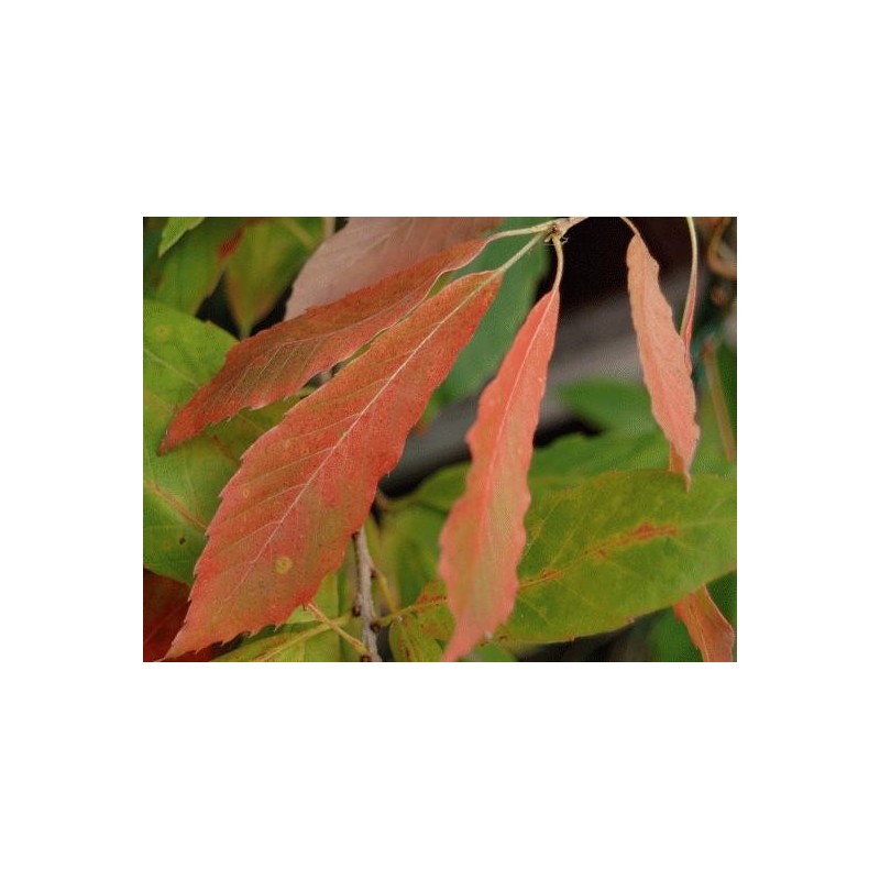 Quercus serrata 'Herkenrode' - autumn colour Quercus serrata 'Herkenrode' - autumn colour