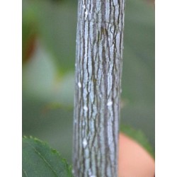 Acer capillipes 'Antoine'