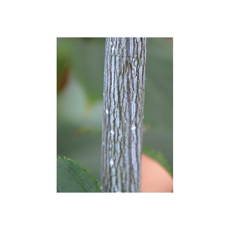 Acer capillipes 'Antoine' Acer capillipes 'Antoine'