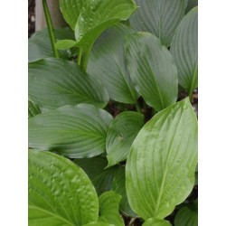 Hosta 'Devon Green' - summer leaves