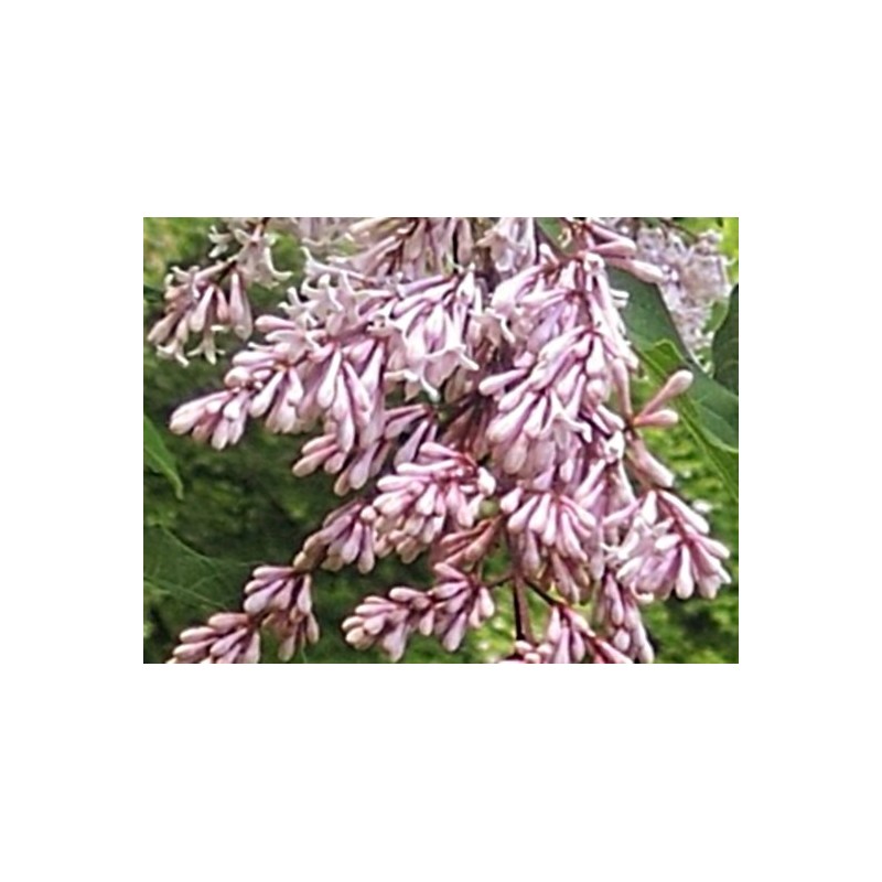 Syringa komarowii subsp reflexa Syringa komarowii subsp reflexa