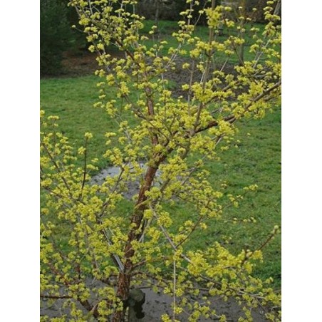 Cornus officinalis Cornus officinalis