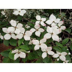 Cornus kousa 'Eurostar'