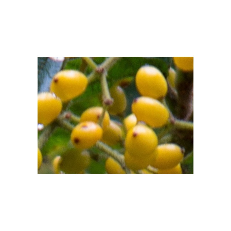 Viburnum dilatatum 'Michael Dodge' - yellow berries in autumn