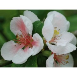 Chaenomeles x 'Toyo-Nishiki'