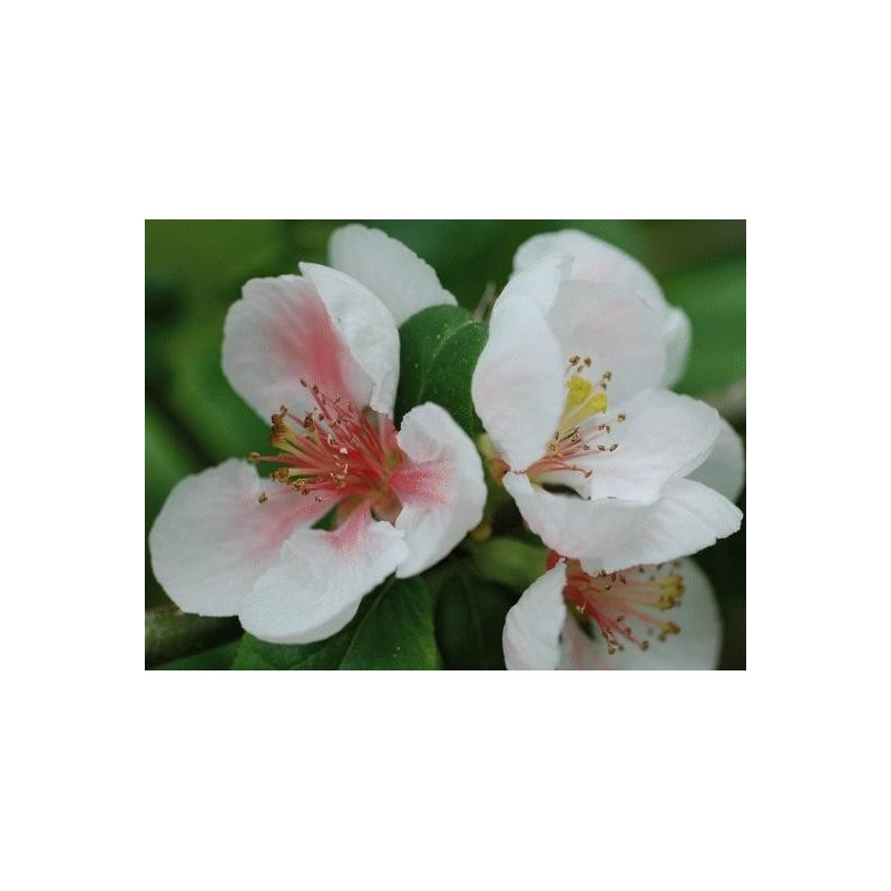 Chaenomeles x 'Toyo-Nishiki'