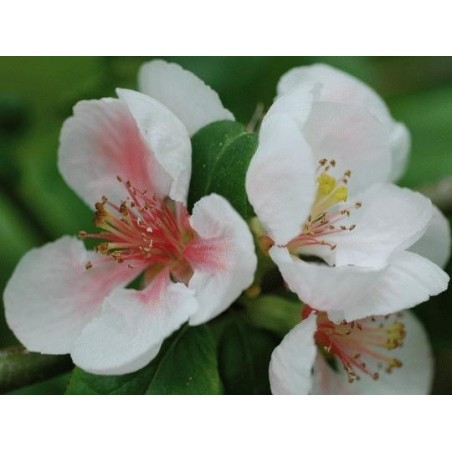 Chaenomeles x 'Toyo-Nishiki' Chaenomeles x 'Toyo-Nishiki'