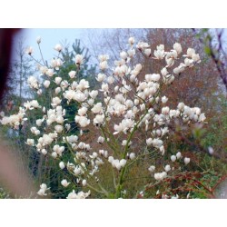Magnolia 'Sayonara'