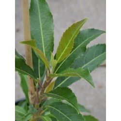 Hydrangea serratifolia