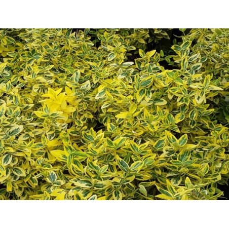 Euonymus fortunei 'Emerald 'n' Gold' - variegated leaves Euonymus fortunei 'Emerald 'n' Gold' - variegated leaves
