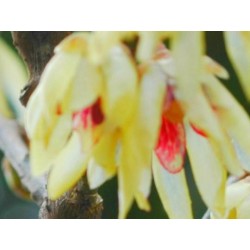 Chimonanthus praecox - winter flowers