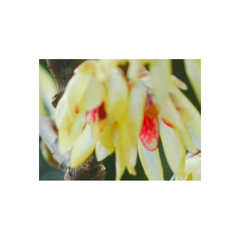 Chimonanthus praecox - winter flowers