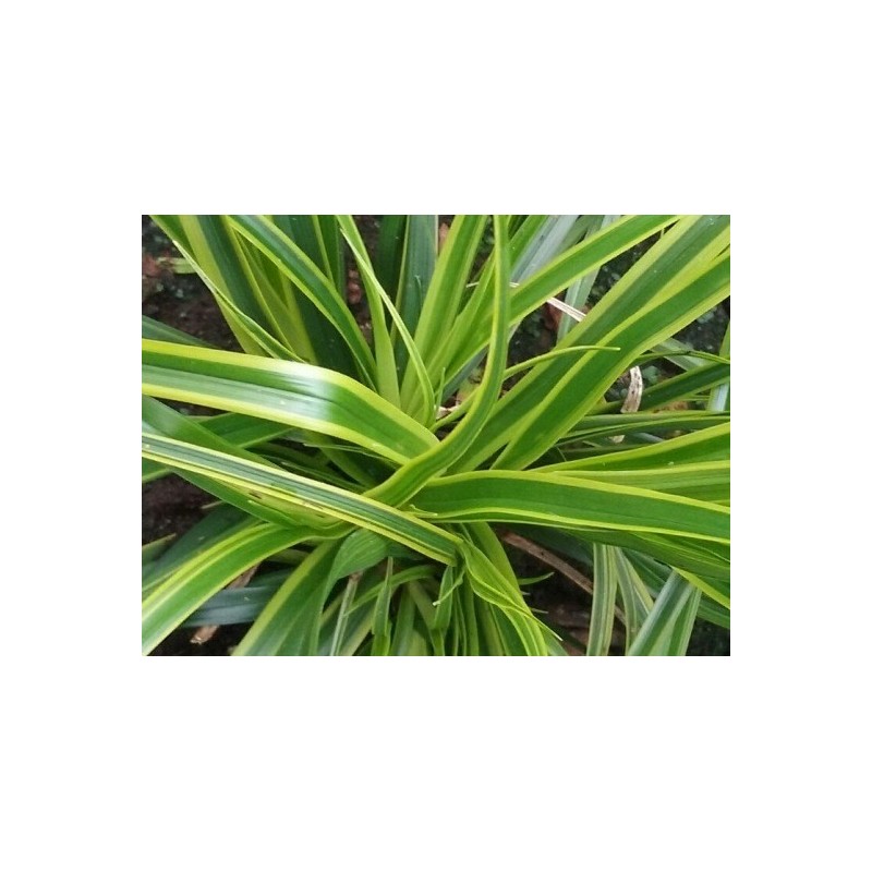Carex oshimensis 'Everlime' Carex oshimensis 'Everlime'