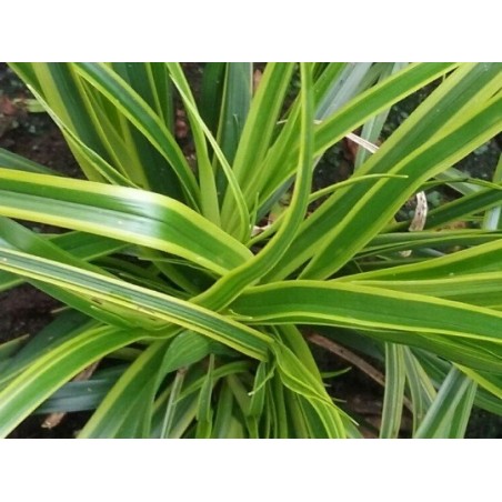 Carex oshimensis 'Everlime'