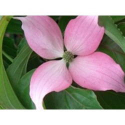 Cornus kousa 'Beni-fuji'