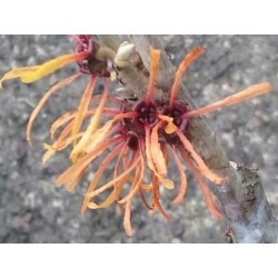 Hamamelis x intermedia 'Harry' - flowers