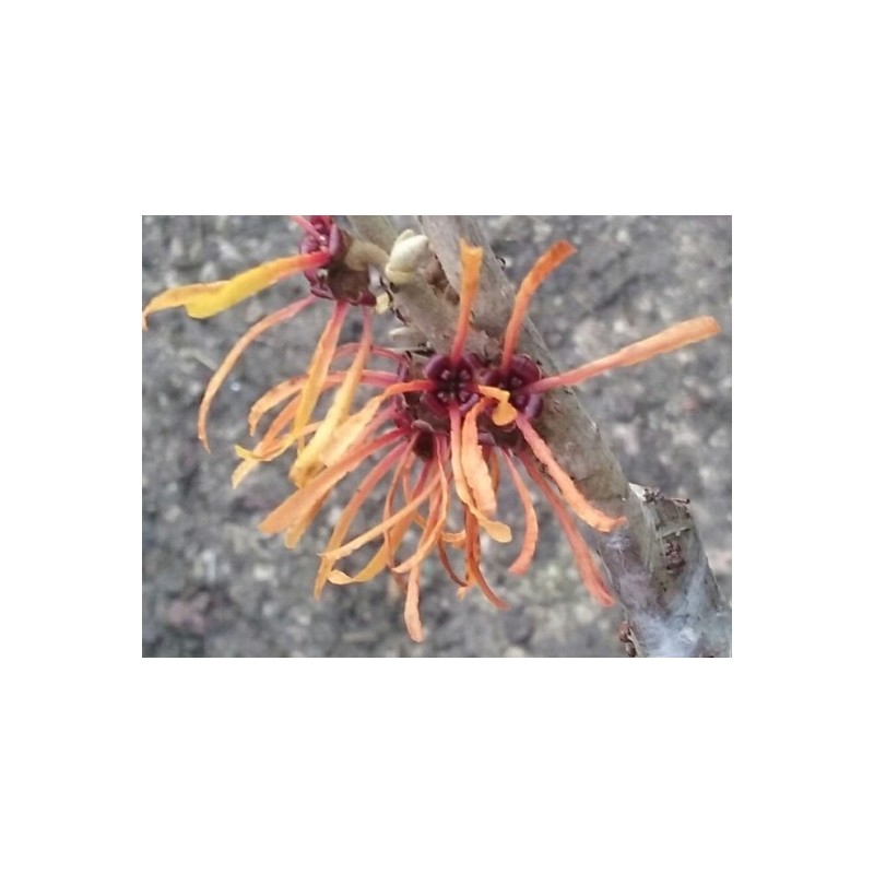 Hamamelis x intermedia 'Harry' - flowers