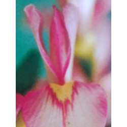 Cladrastis kentukea 'Perkins Pink'