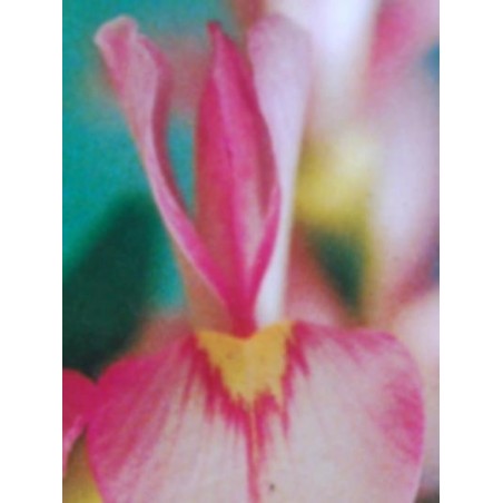 Cladrastis kentukea 'Perkins Pink'