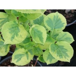 Hydrangea anomala subsp petiolaris 'Miranda'