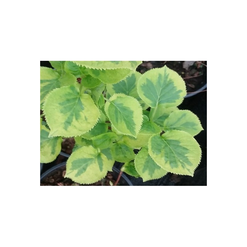 Hydrangea anomala subsp petiolaris 'Miranda' Hydrangea anomala subsp petiolaris 'Miranda'