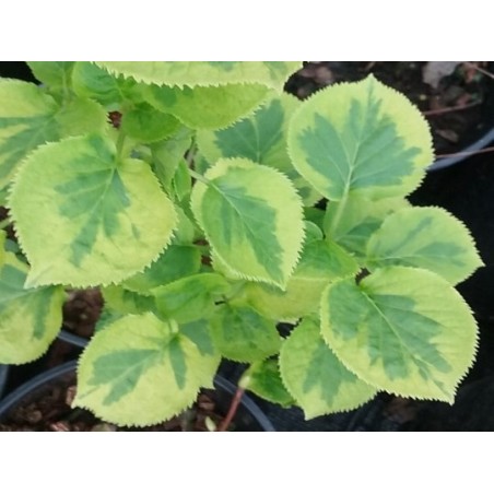 Hydrangea anomala subsp petiolaris 'Miranda'