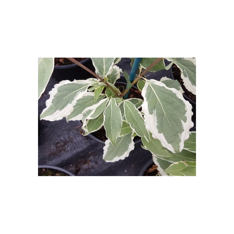 Cornus kousa 'ShiraYuki' - variegated leaves